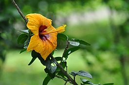 黃色芙蓉,特寫(xiě)花,佩拉德尼亞植物園