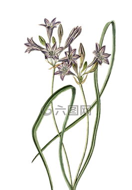 韭菜,观赏葱,花