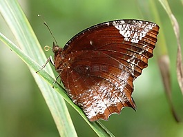 elymnias hypermnestra,蝴蝶,美丽