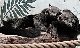 熊貍,熊貓,野生動物