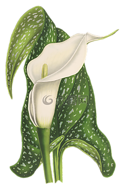 馬蹄蓮,花,廠