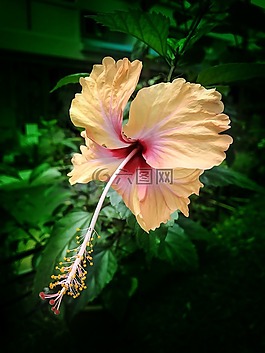槿,花,熱帶