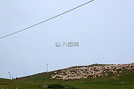 羊群的羊,羊,草地
