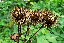 水飛薊,野花收獲,性質(zhì)