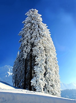 雪,樹,冬天