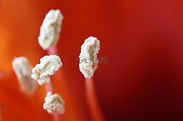 雄蕊,关闭,阿马丽利斯
