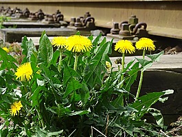 蒲公英,花,黃色
