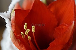 阿馬麗利斯,花,紅色