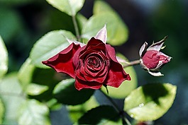 紅色,玫瑰,花瓣