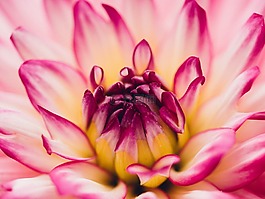 粉紅色,白,花
