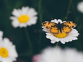 雛菊,鮮花,蝴蝶