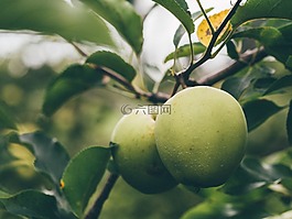 綠色,蘋果,水果