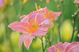 百合,花,自然