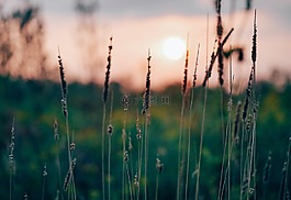 植物,自然,原野