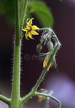 番茄,花,綠色