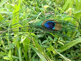 自然,loardkrishana,神