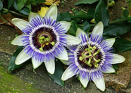 激情花,蓝色的花,西番莲