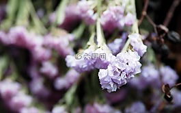 花,紫色,關(guān)閉
