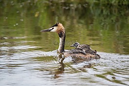 大鳳頭只鹓,podiceps cristatus,母親