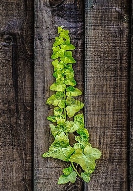 植物,葉子,葉
