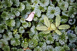 葉,葉子,植物區(qū)系