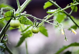 番茄,花,綠色