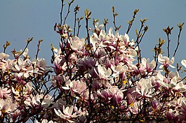 櫻花,春天,盛開