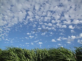 草,云,夏季