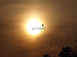 傍晚的天空,鳥類,太陽
