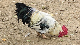 公雞,母雞,動物