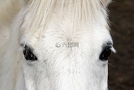 馬,白,動物