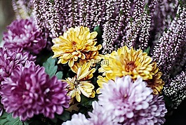 花,春,黃色