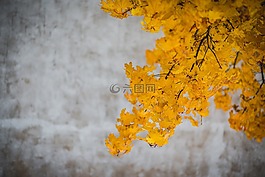 黃色,葉子,樹