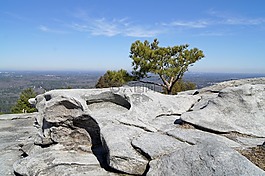 石材地板,岩,树