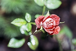 紅色,玫瑰,花