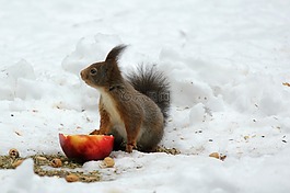 松鼠,冬天,雪
