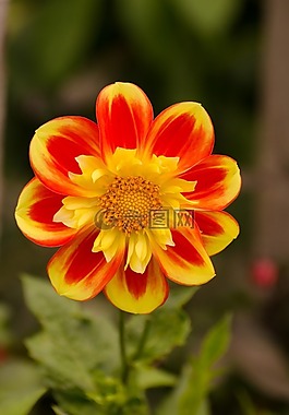 花,夏天,春