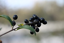 女贞,雨柳,浆果