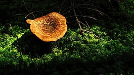蘑菇,森林,秋季