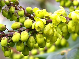 布什,芽,分支機(jī)構(gòu)