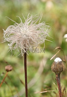 水飛薊,花,性質(zhì)