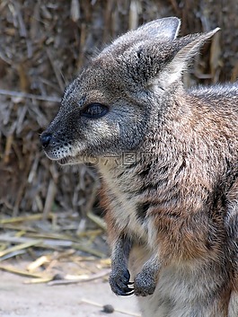 大袋鼠,錢包,動(dòng)物園
