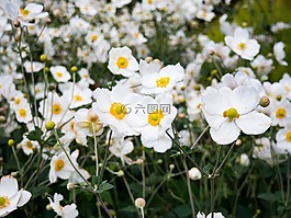 白,鮮花,花園