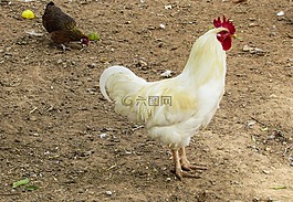 公雞,農場,動物