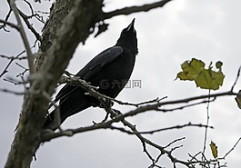 烏鴉,鳥,黑