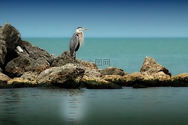 海,海洋,藍(lán)色