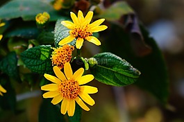 花園,綠色,黃色
