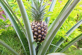 菠蘿,水果,自然