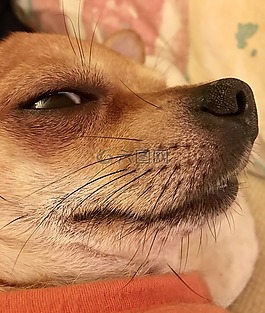 狗,奇瓦瓦,動物