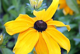 花園,太陽(yáng)花,布盧姆